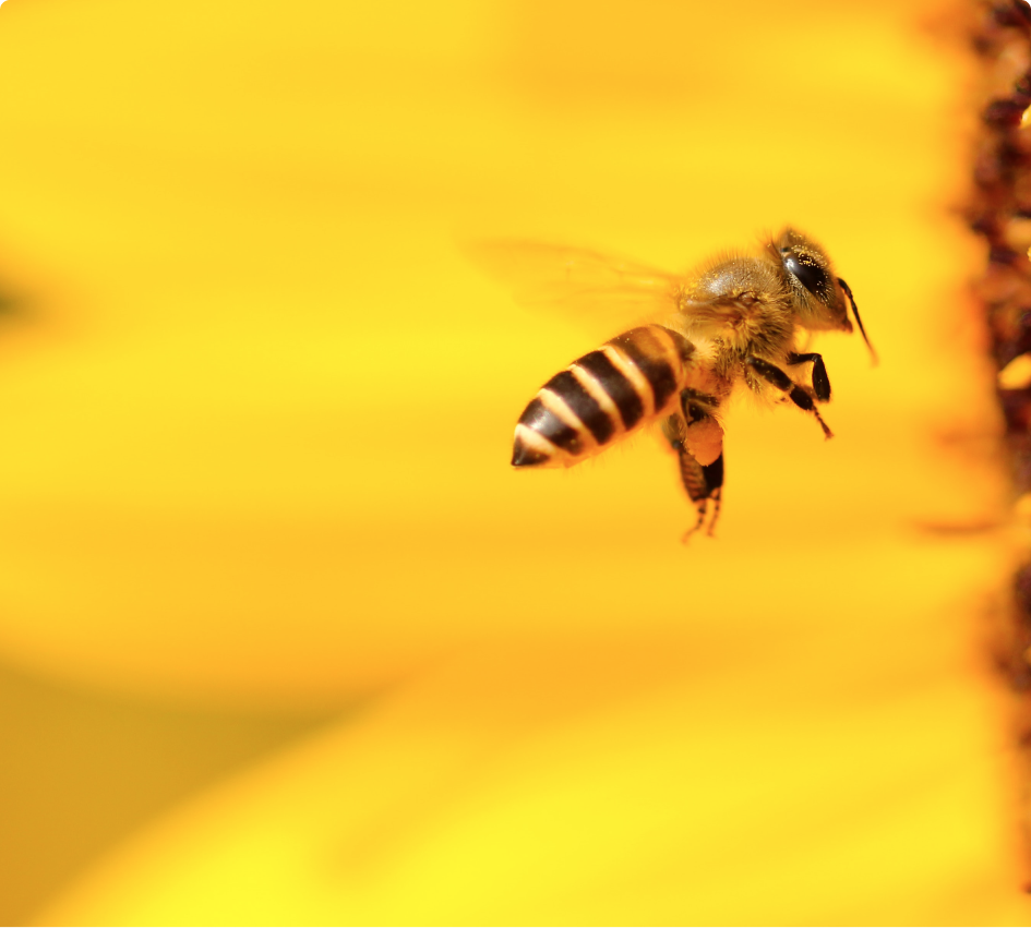 Protection des abeilles