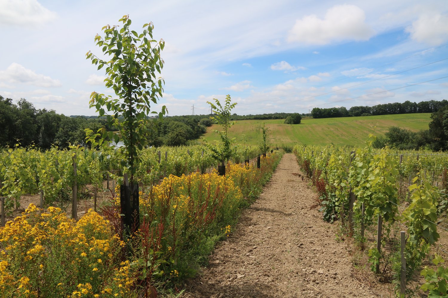 Reforestation projet Saaltus