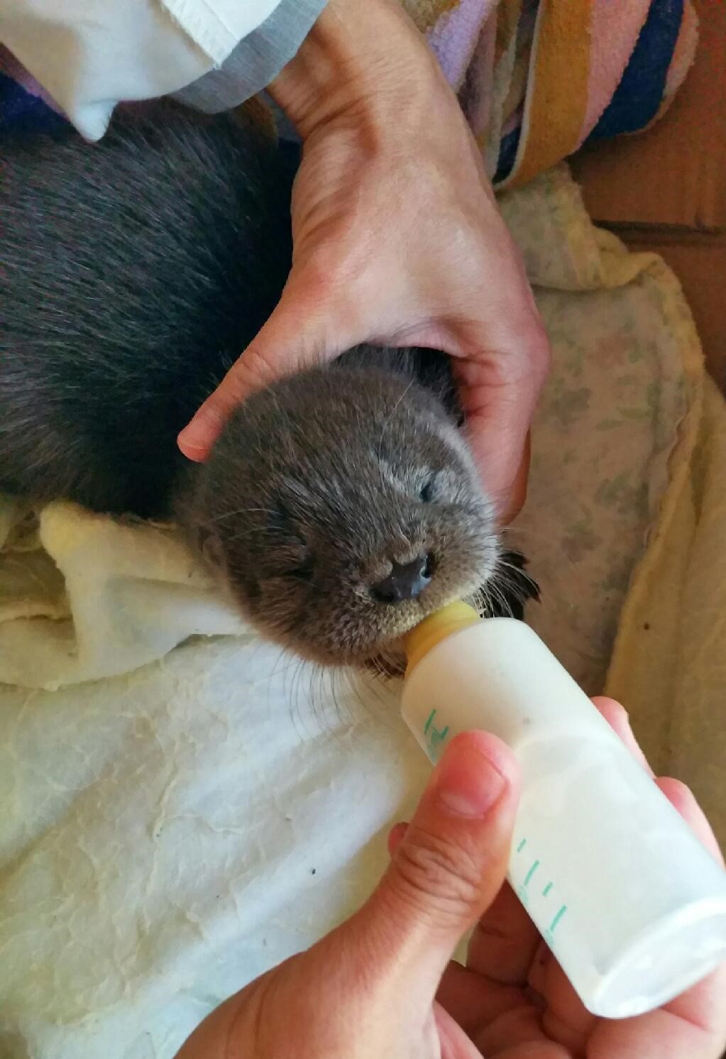 La loutre a besoin d'aide pour s'implanter durablement dans la