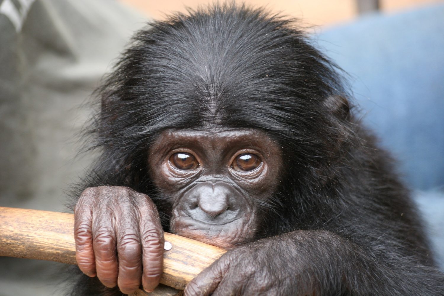 protéger les bonobos au congo gifts for change