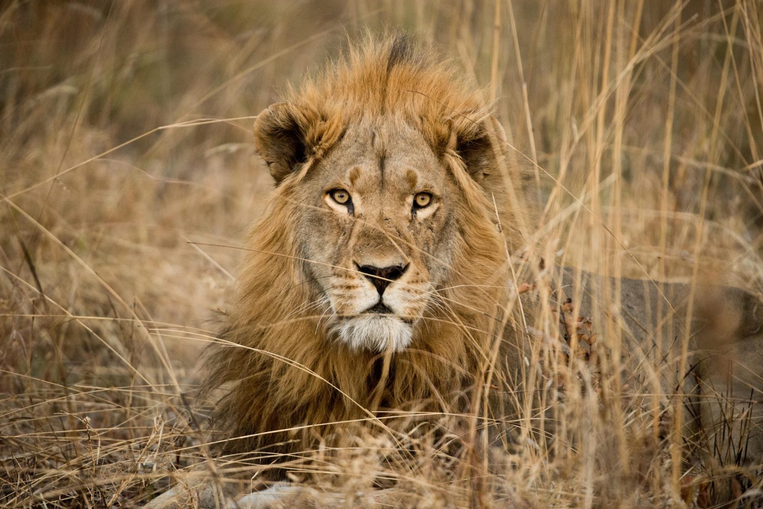 Panthera Lions