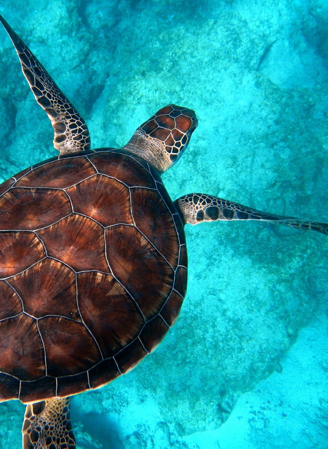 tortue de mer