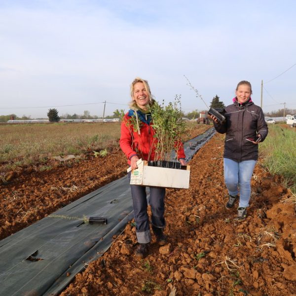 agricultrices saaltus