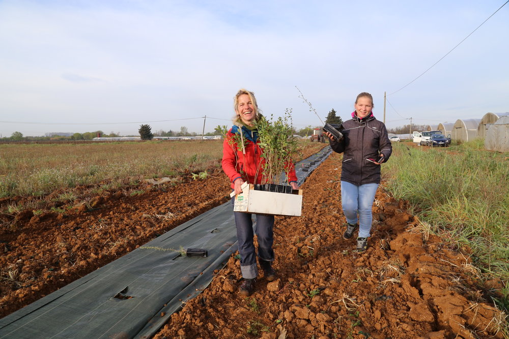 agricultrices saaltus