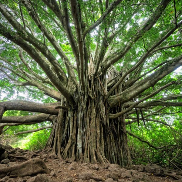 reforestation
