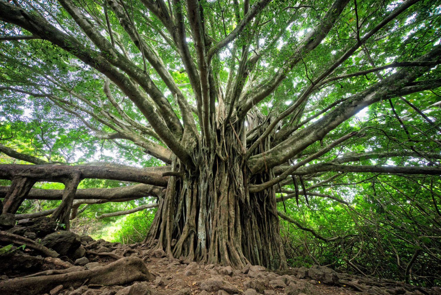 reforestation