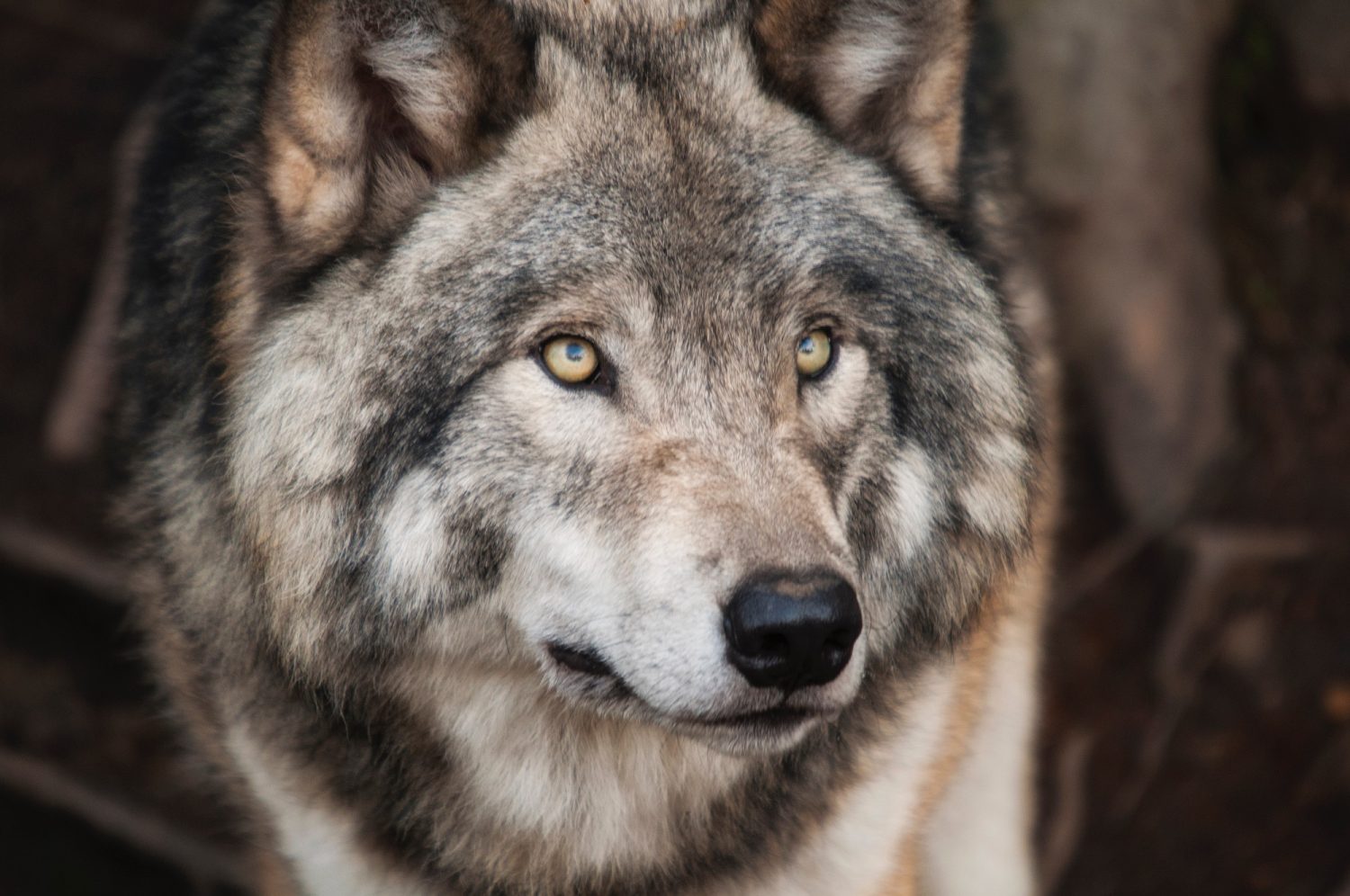 loup aves france