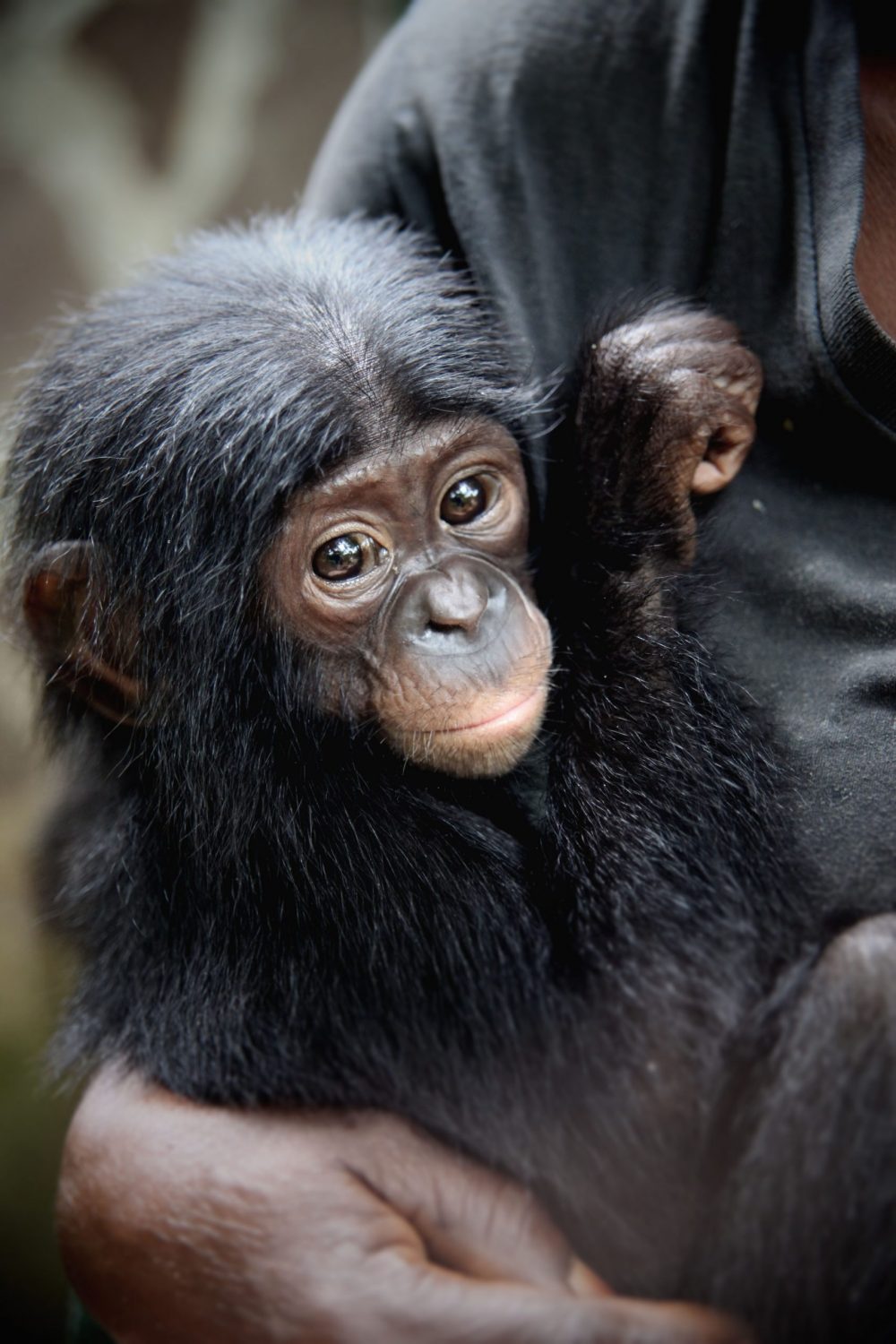 bonobo congo