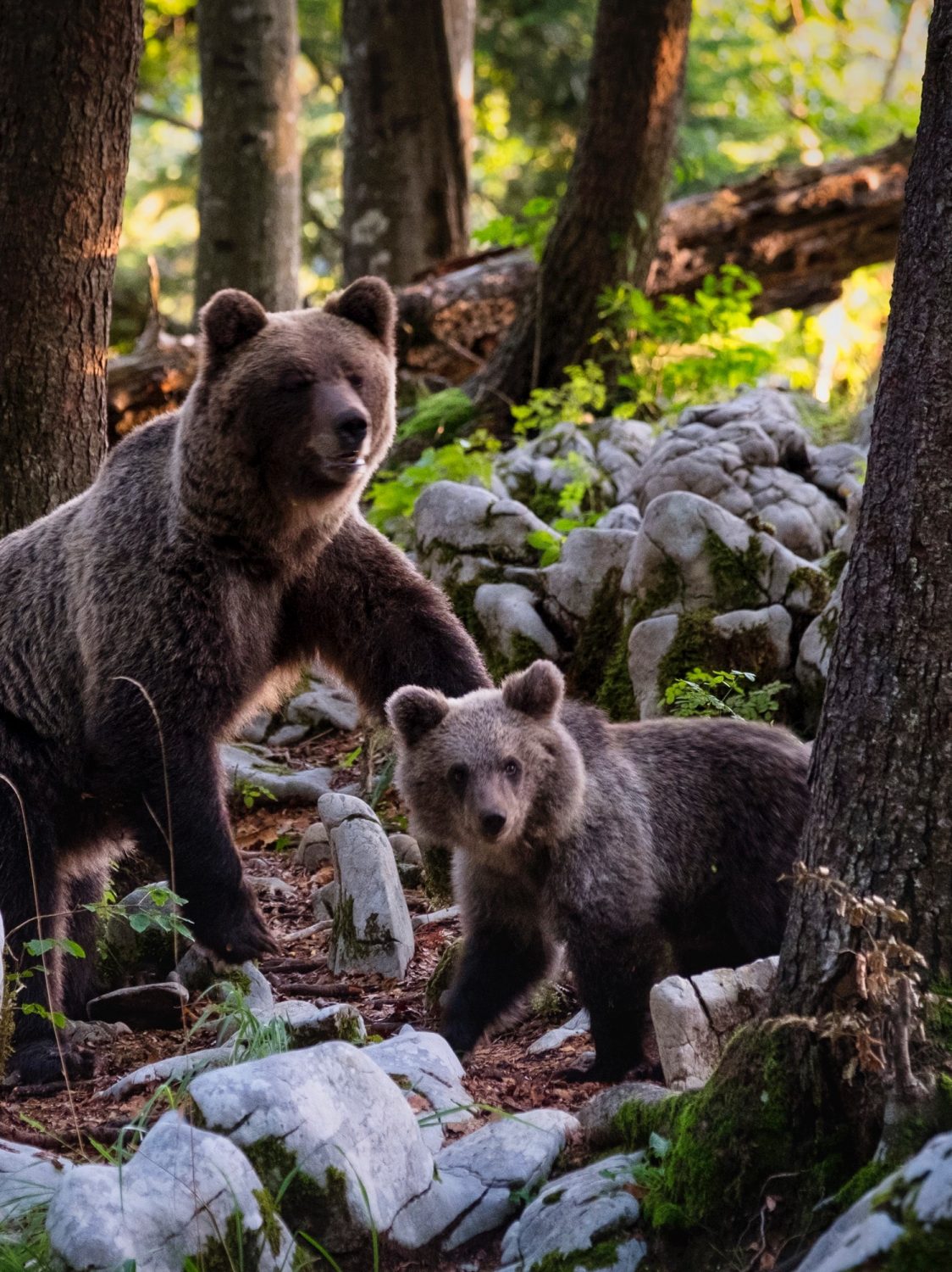 ours - aves france