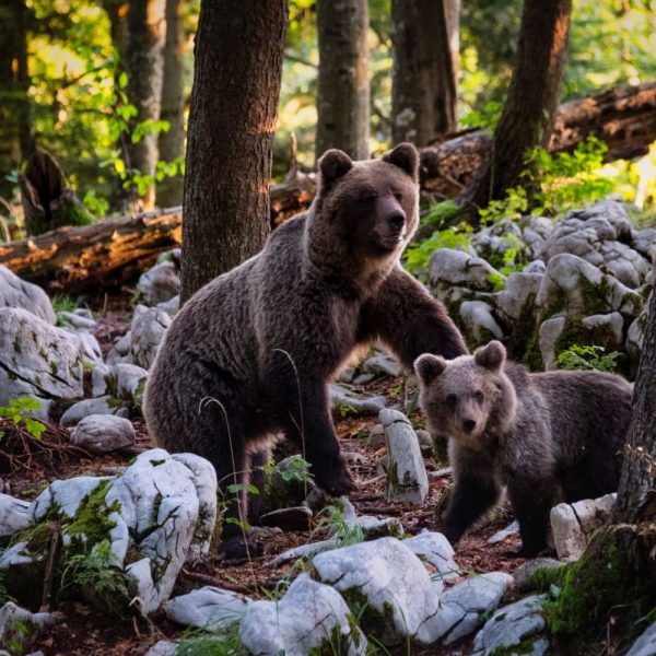 ours - aves france