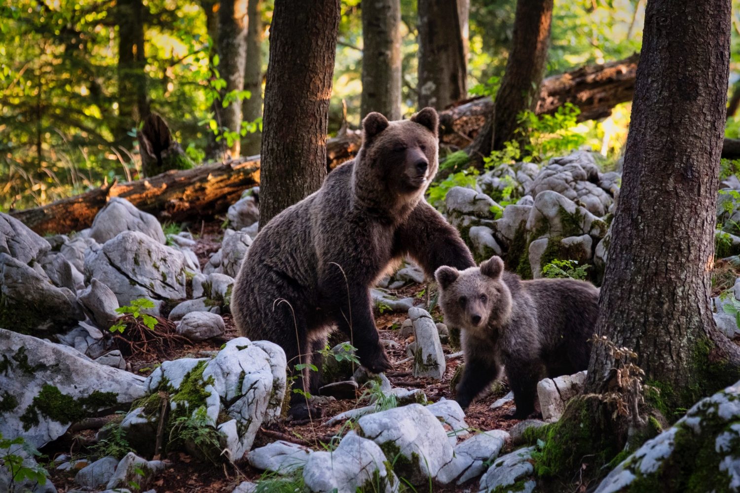 ours - aves france