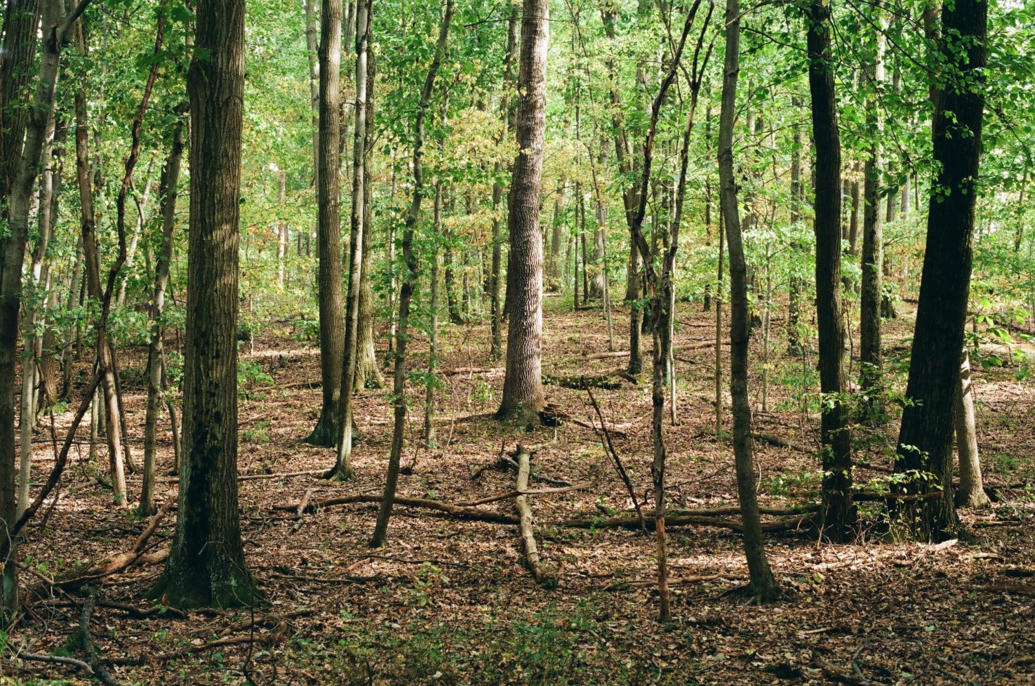 Forêt arbre France