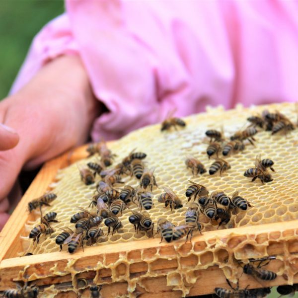 Justine-apicultrice-abeilles