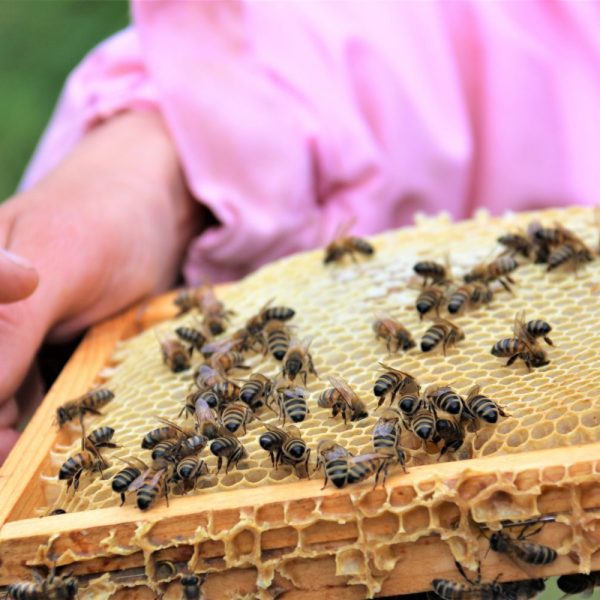 Justine-apicultrice-abeilles