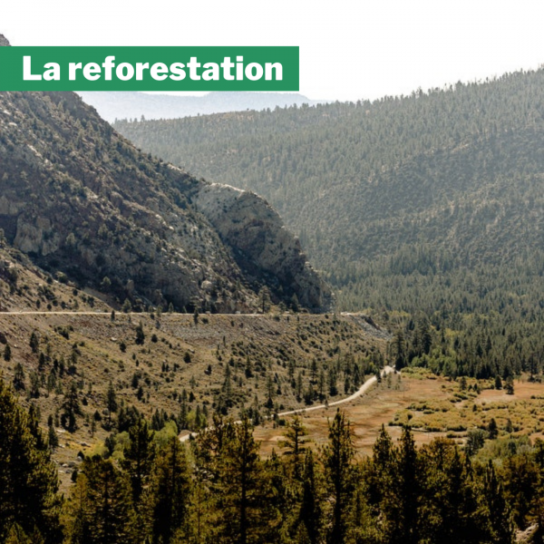 reforestation roumanie