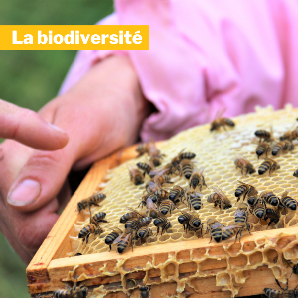 biodiversite abeille