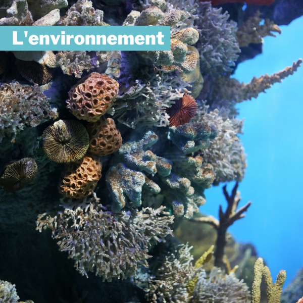 environnement coraux