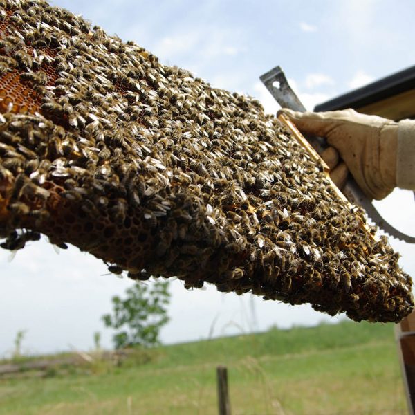 Un Toit pour Les Abeilles