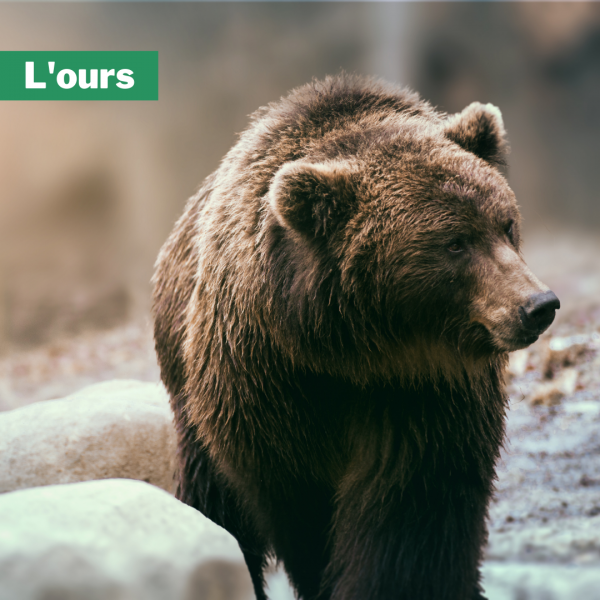 l'ours aves