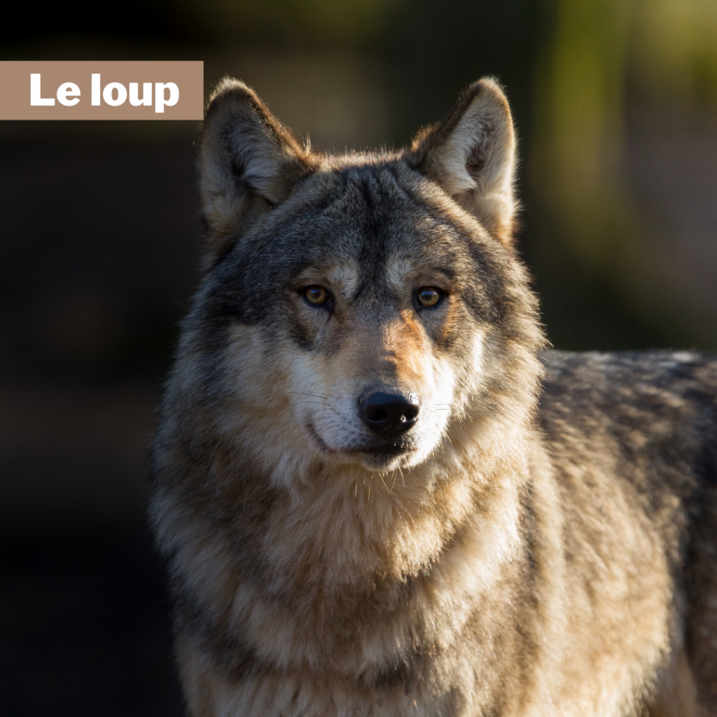 Le loup aves