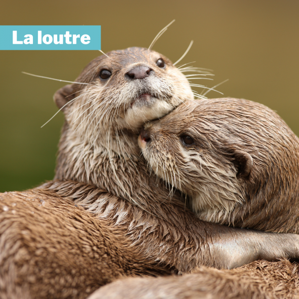 la loutre sfepm