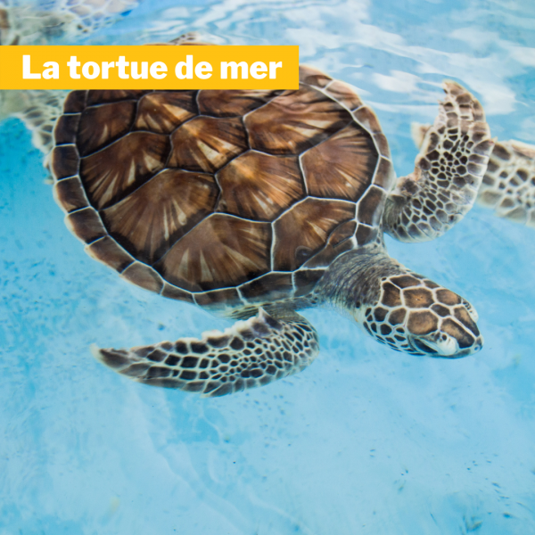 la tortue de mer tortugas pedasi