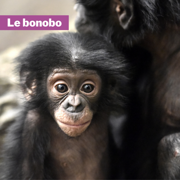 le bonobo lola ya bonobo