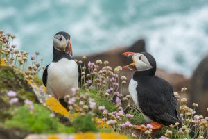 Ligue protection oiseaux - LPO