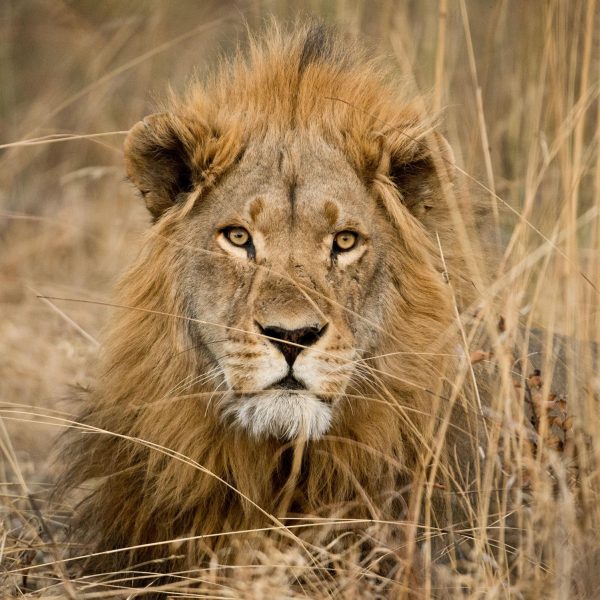 Lion Panthera