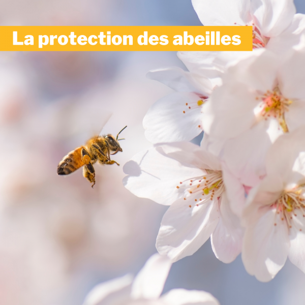 protection des abeilles