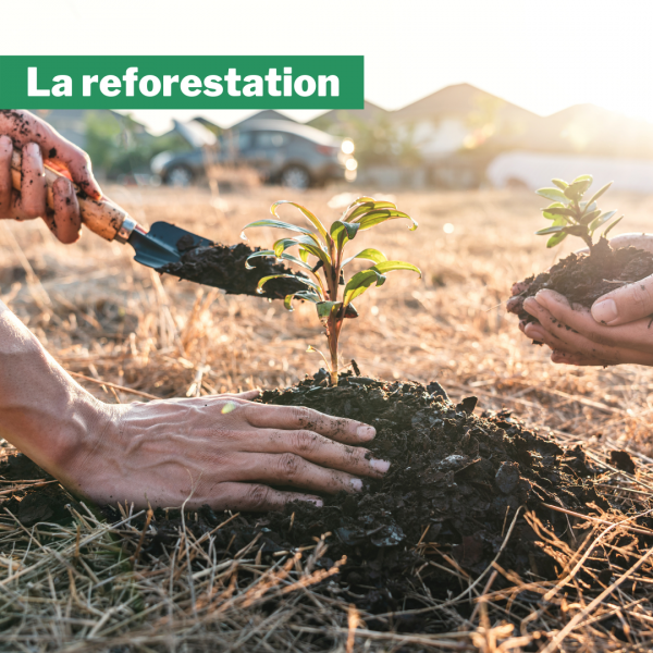 la reforestation