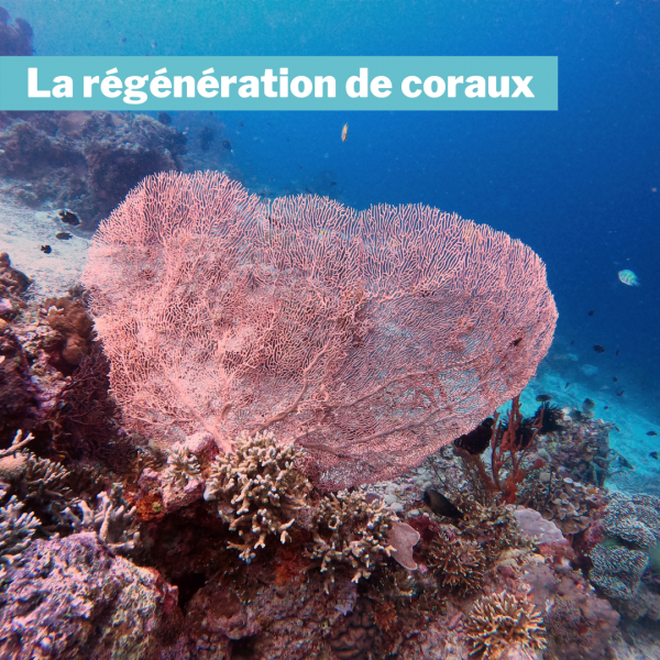 la régénération des coraux
