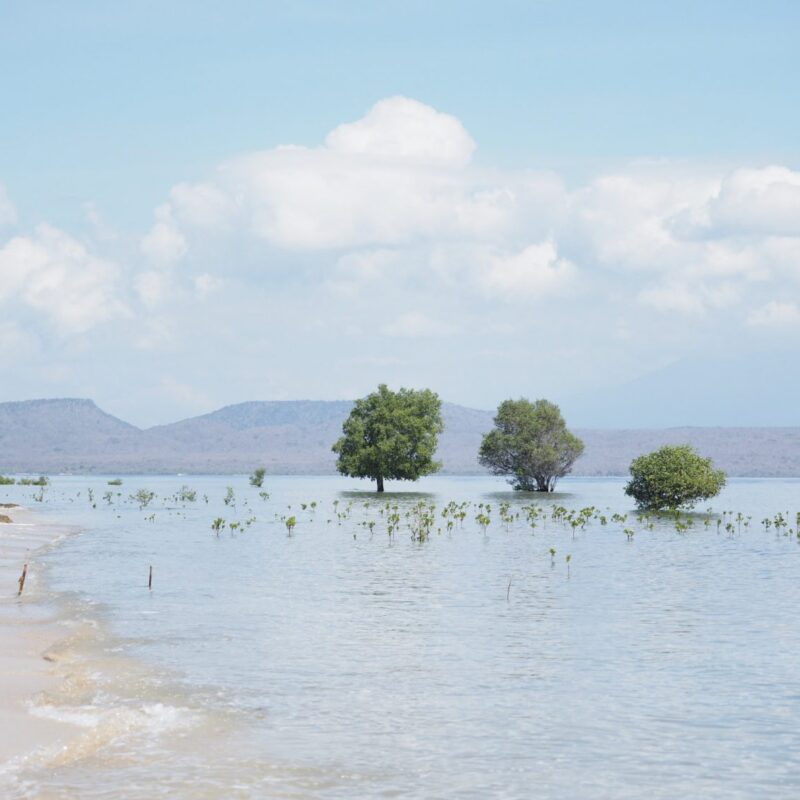 2019_Pejarakan_Bali_CopyrightPURProjet_Supitcha Tiyapipat(Fon)_02 (1)