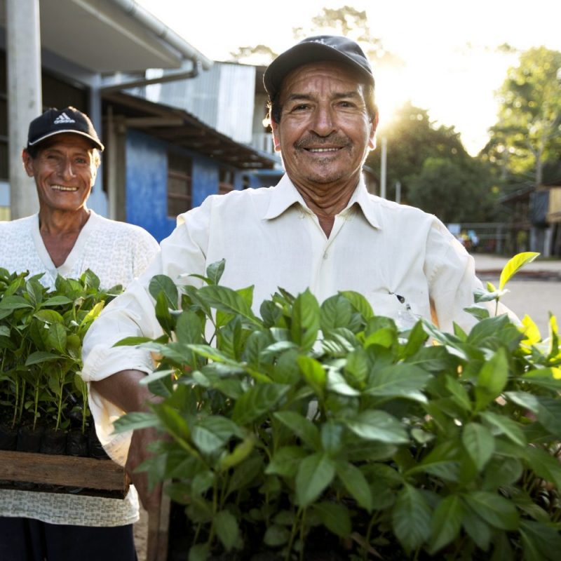 Reforestation pur projet