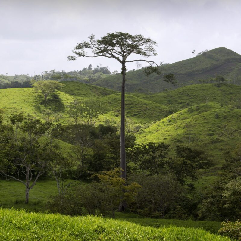 Reforestation Honduras Aprosacao