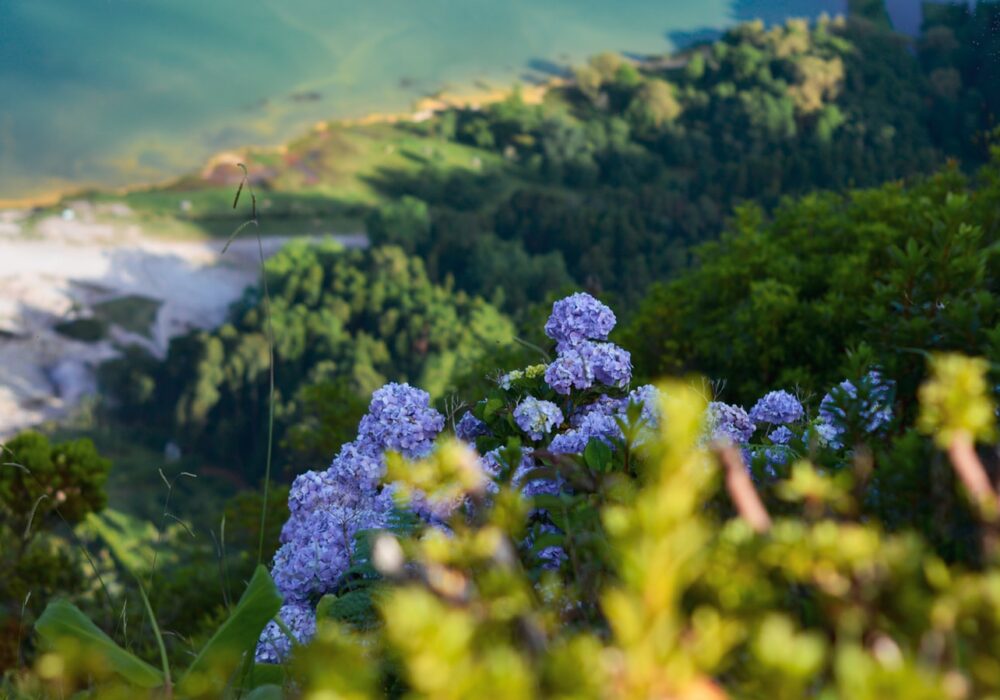 Cause biodiversité