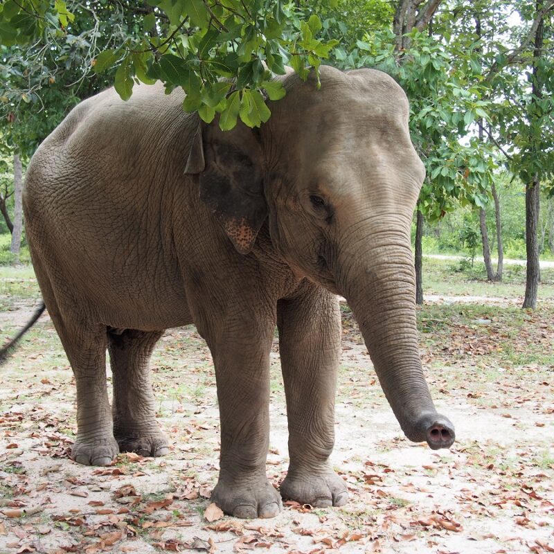 Elephant haven
