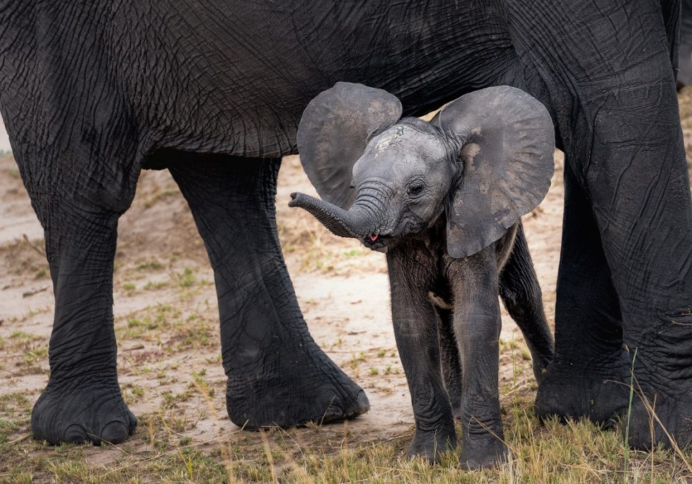 Elephant haven