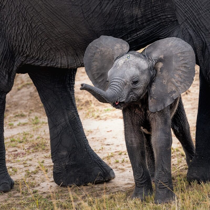 Elephant haven