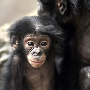 Bonobo Congo