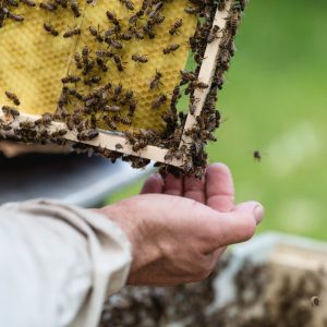 Abeille apiculteur