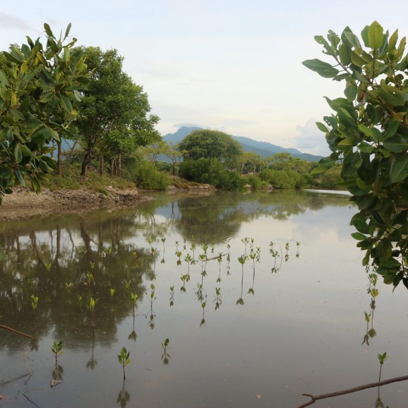 PEJARAKAN mangrove Bali