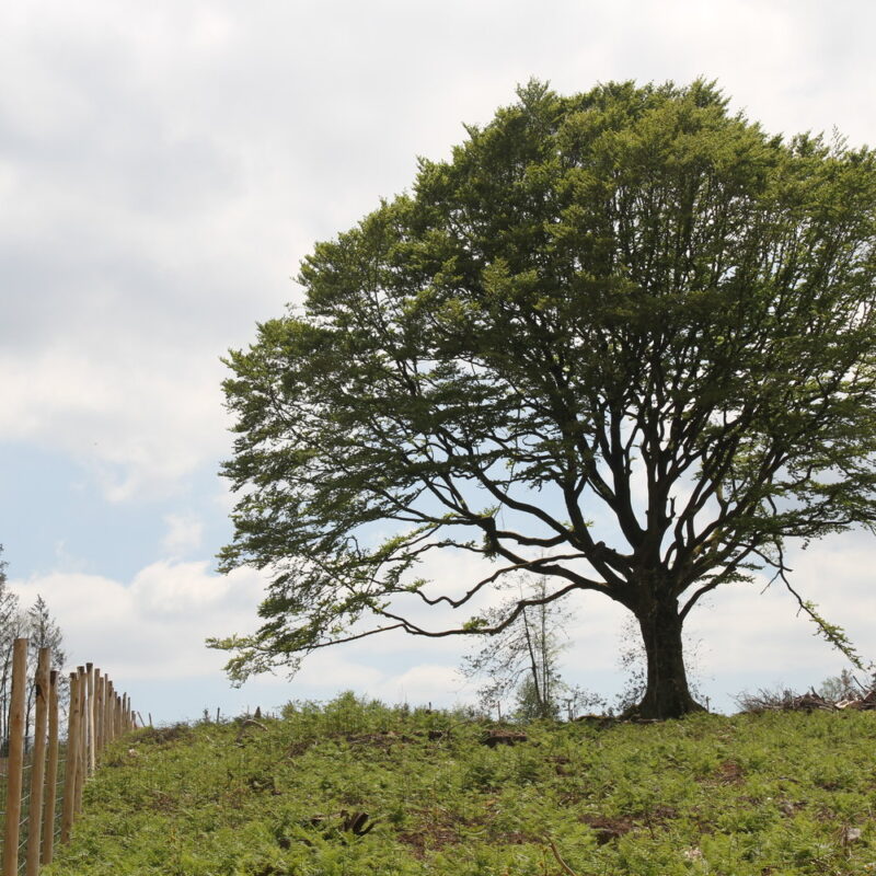Reforestation projet Saaltus