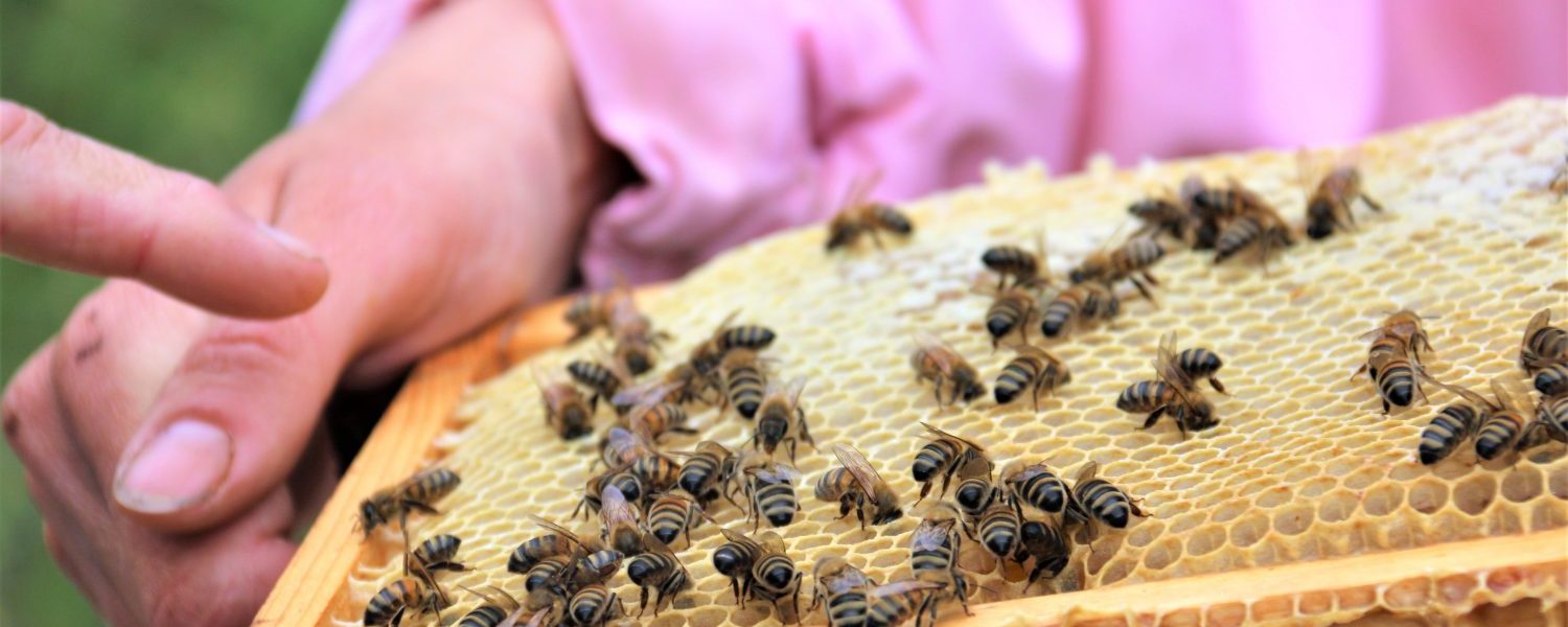 Justine-apicultrice-abeilles