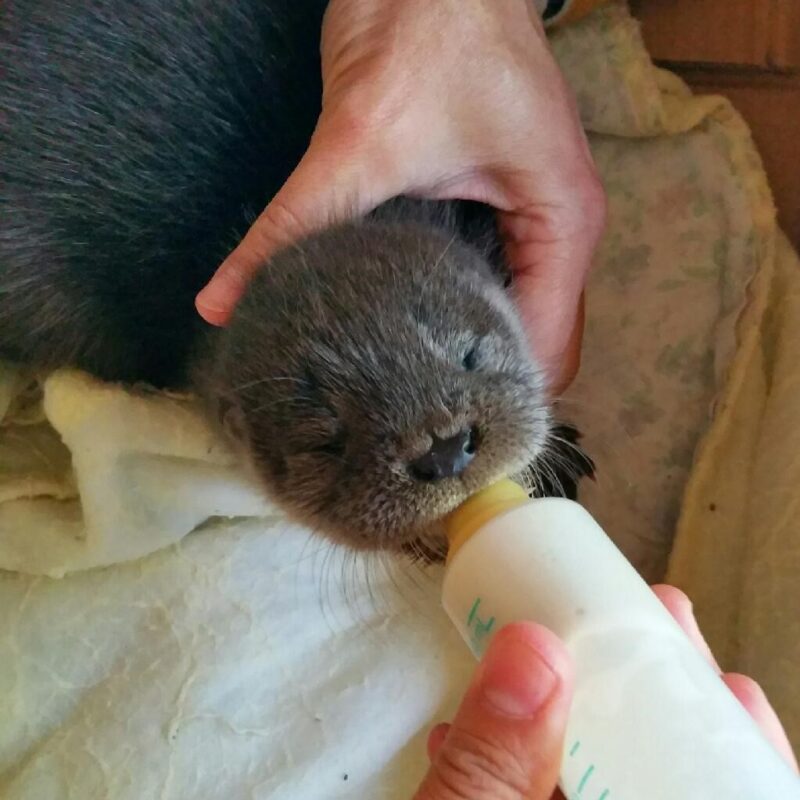 Loutre - SFEPM - Gifts for Change