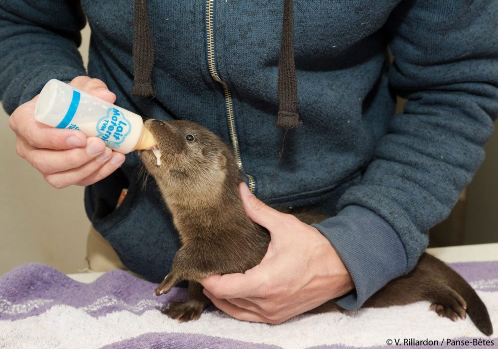 Loutre Centre-Panse-Bêtes