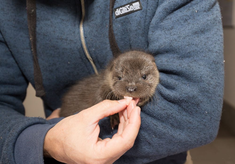 Loutre Centre-Panse-Bêtes