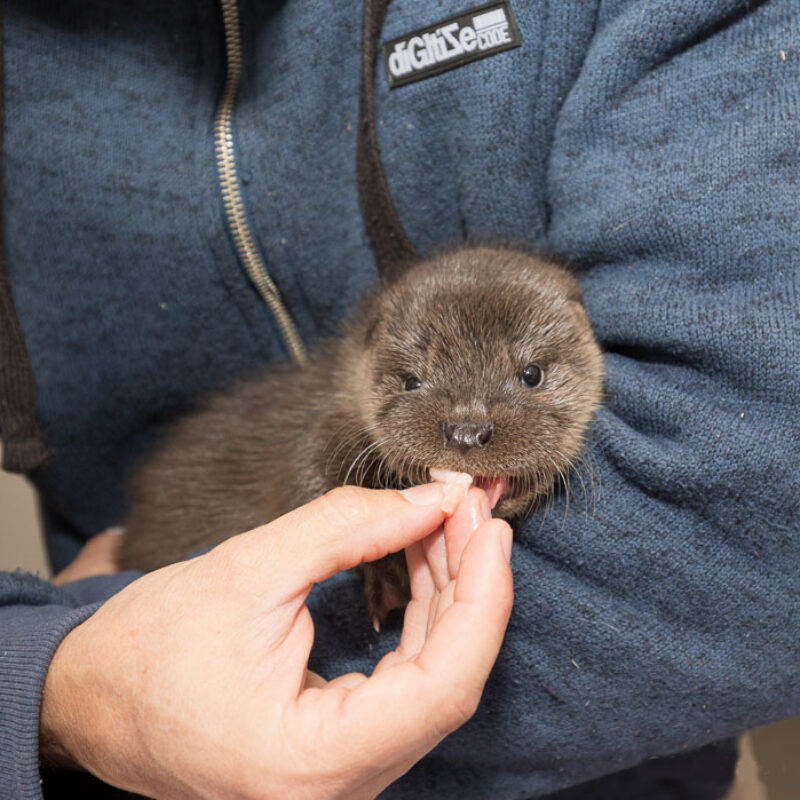Loutre Centre-Panse-Bêtes