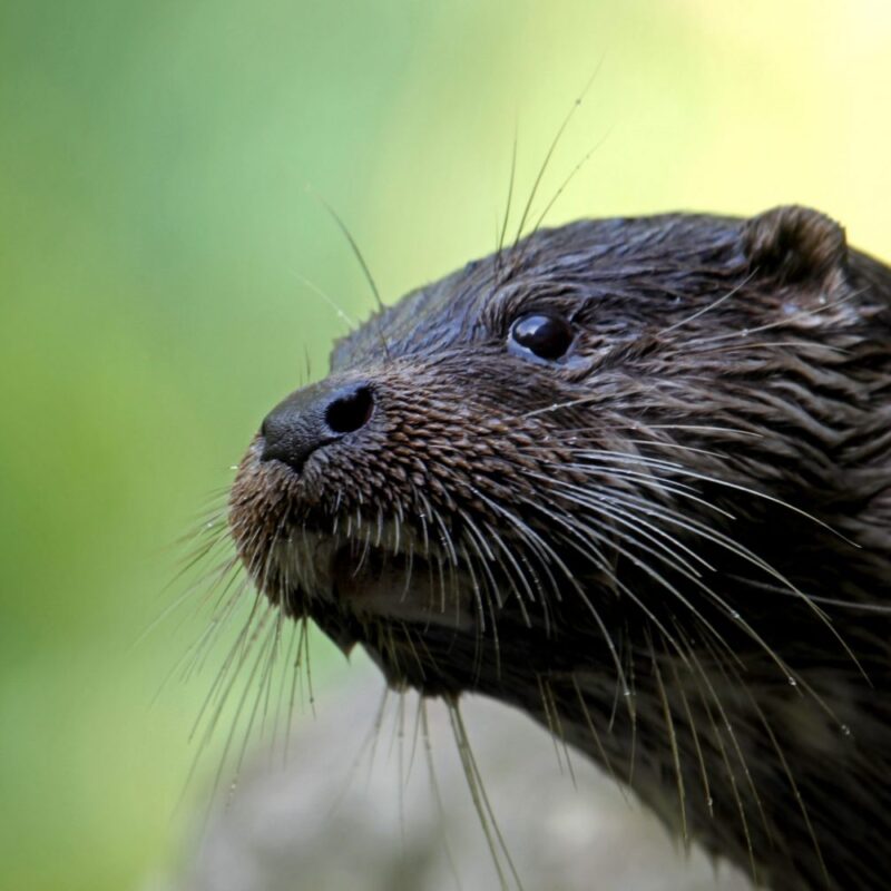 Loutre