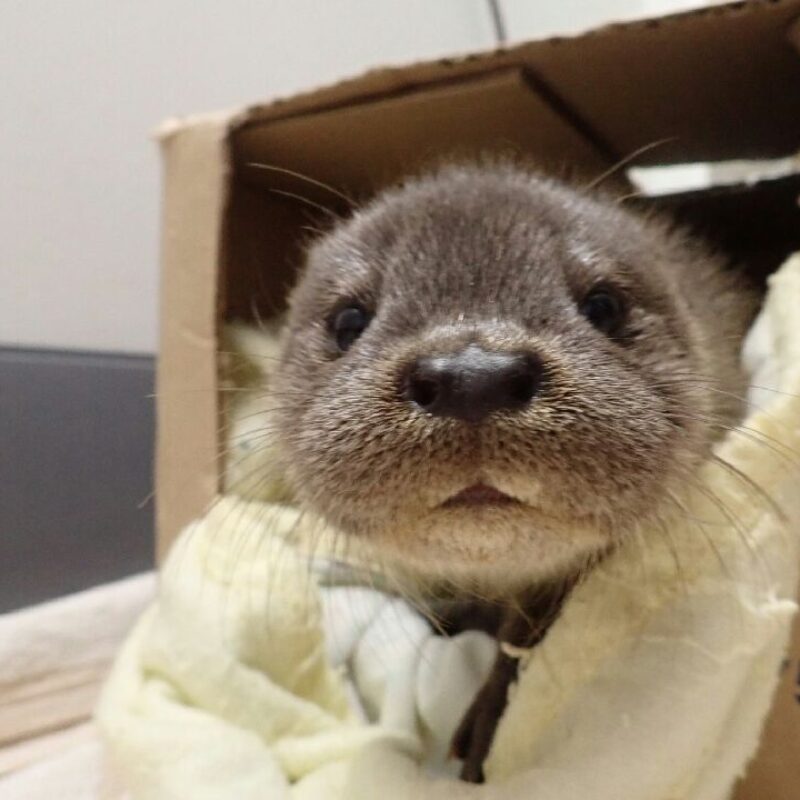 Loutre Centre-Panse-Bêtes